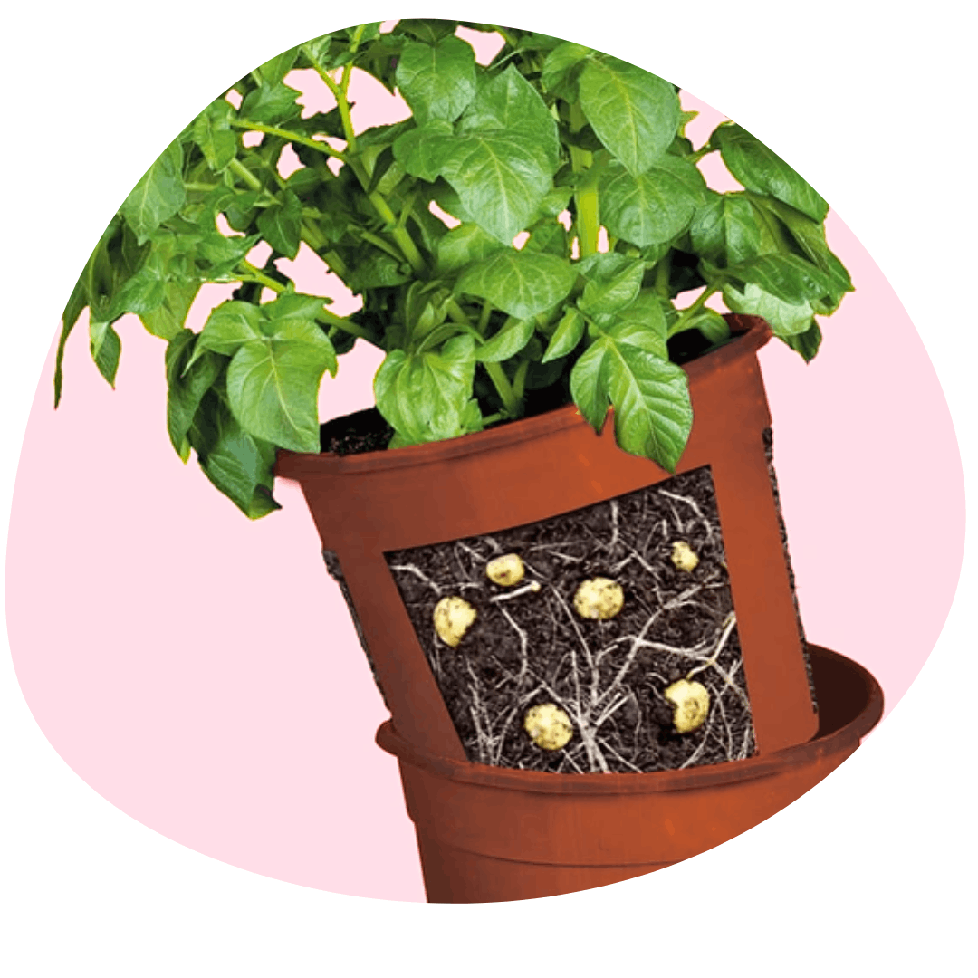Potato Patch container with growing potatoes and soil